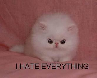 Click image for larger version

Name:	funny_cat_pictures_231.jpg
Views:	281
Size:	53.6 KB
ID:	1354191
